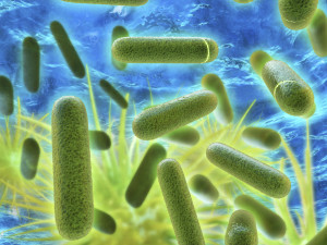 Legionella-Services-300x2251